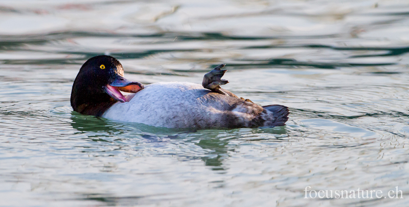 Fuligule morillon 6863.jpg - Fuligule morillonAythya fuligulaTufted Duck (Lac Léman, Genève, Suisse, janvier 2012)